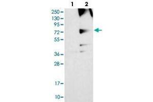 Western blot analysis of HEK293T cell lysate using RNF139 polyclonal antibody .