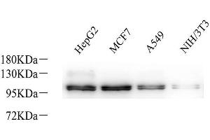 Western Blot analysis of various samples using Na+/K+-ATPase alpha1 Polyclonal Antibodyat dilution of 1:800. (ATP1A1 Antikörper)