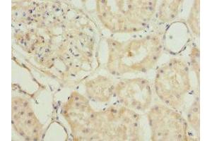 Immunohistochemistry of paraffin-embedded human kidney tissue using ABIN7163361 at dilution of 1:100 (PLSCR1 Antikörper  (AA 1-318))