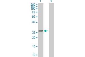 Western Blot analysis of MORF4 expression in transfected 293T cell line by MORF4 MaxPab polyclonal antibody. (MORF4 Antikörper  (AA 1-235))