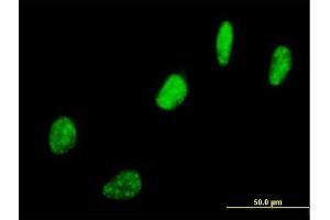 Immunofluorescence of purified MaxPab antibody to SNURF on HeLa cell. (SNURF Antikörper  (AA 1-240))