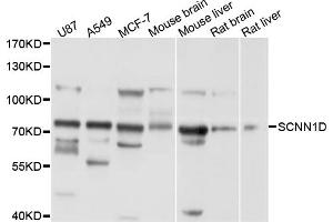 Western blot analysis of extracts of various cell lines, using SCNN1D antibody (ABIN5998754) at 1/1000 dilution. (SCNN1D Antikörper)