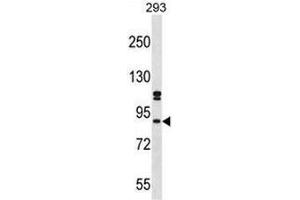 SUPT6H Antibody (N-term) western blot analysis in 293 cell line lysates (35µg/lane). (Spt6 Antikörper  (N-Term))