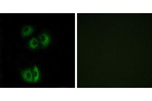 Peptide - +Immunofluorescence analysis of A549 cells, using CELSR3 antibody. (CELSR3 Antikörper  (Internal Region))