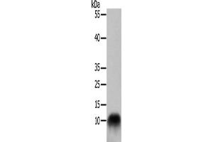 Western Blotting (WB) image for anti-Cytochrome C Oxidase Subunit VIIb (COX7B) antibody (ABIN2421041) (COX7B Antikörper)