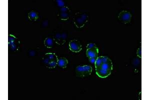 Immunofluorescent analysis of MCF-7 cells using ABIN7165329 at dilution of 1:100 and Alexa Fluor 488-congugated AffiniPure Goat Anti-Rabbit IgG(H+L) (TMEM166 Antikörper  (AA 58-152))