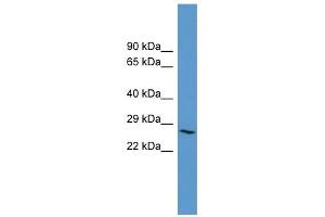 ADORA3 antibody used at 0.