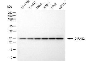 anti-DIRAS Family, GTP-Binding RAS-Like 2 (DIRAS2) antibody