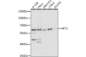 Western blot analysis of extracts of various cell lines, using  antibody (ABIN6127334, ABIN6136734, ABIN6136739 and ABIN6221182) at 1:1000 dilution. (AKT1 Antikörper  (AA 1-150))