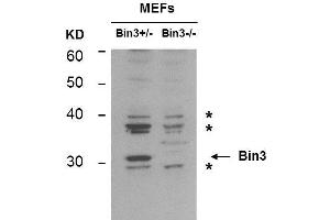 Western Blot of Mouse anti-BIN3 antibody. (BIN3 Antikörper)