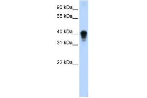 TIA1 antibody used at 0.