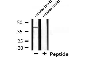 Western blot analysis of extracts from mouse brain, using WNT7A Antibody. (WNT7A Antikörper  (Internal Region))