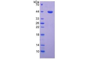 SDS-PAGE of Protein Standard from the Kit  (Highly purified E. (MAG ELISA Kit)