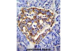 CUZD1 Antibody (C-term) immunohistochemistry analysis in formalin fixed and paraffin embedded human pancrease tissue followed by peroxidase conjugation of the secondary antibody and DAB staining. (CUZD1 Antikörper  (C-Term))