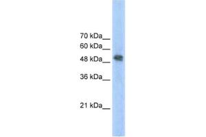 Western Blotting (WB) image for anti-Ferrochelatase (FECH) antibody (ABIN2462452) (FECH Antikörper)