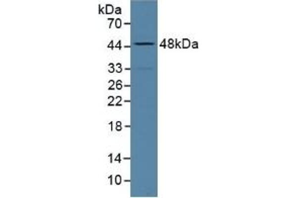 ALPL antibody  (AA 18-335)