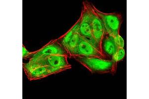 Immunocytochemistry (ICC) image for anti-RAN, Member RAS Oncogene Family (RAN) (AA 1-216) antibody (ABIN5876159) (RAN Antikörper  (AA 1-216))