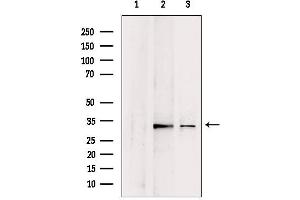 Western blot analysis of extracts from various samples, using CHMP4B antibody. (CHMP4B Antikörper  (N-Term))