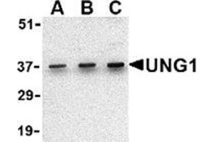 Western blot analysis of UNG1 in C2C12 cell lysate with this product at (A) 0.