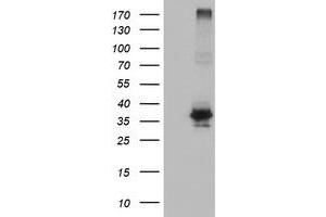 Western Blotting (WB) image for anti-O-Sialoglycoprotein Endopeptidase (OSGEP) (AA 1-335) antibody (ABIN1490751)