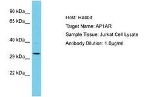 Image no. 1 for anti-Adaptor-Related Protein Complex 1 Associated Regulatory Protein (AP1AR) (AA 202-251) antibody (ABIN6750632) (AP1AR Antikörper  (AA 202-251))