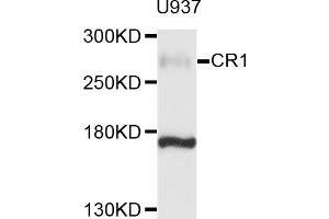 Western blot analysis of extracts of U-937 cells, using CR1 antibody (ABIN6003765) at 1/1000 dilution. (CD35 Antikörper)
