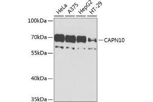 Western blot analysis of extracts of various cell lines, using C antibody (ABIN6127545, ABIN6137913, ABIN6137915 and ABIN6225199) at 1:1000 dilution. (CAPN10 Antikörper  (AA 1-230))