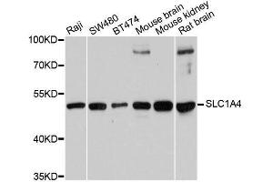 Western blot analysis of extracts of various cell lines, using SLC1A4 antibody. (SLC1A4 Antikörper  (AA 140-220))