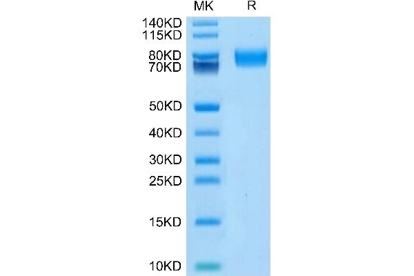 CD166 Protein (AA 28-526) (His-Avi Tag,Biotin)
