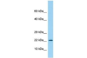 Host: Rabbit Target Name: PBOV1 Sample Type: 721_B Whole Cell lysates Antibody Dilution: 1. (PBOV1 Antikörper  (N-Term))