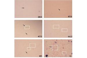 Immunochemical Staining using Goat Anti-Mouse IgM HRP. (Ziege anti-Maus IgM Antikörper (HRP))