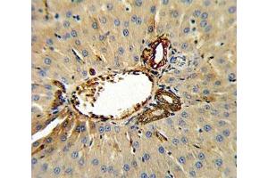 Immunohistochemistry (IHC) image for anti-Annexin A5 (ANXA5) (AA 262-291) antibody (ABIN3028465)