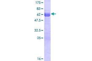 NECAP1 Protein (AA 1-275) (GST tag)