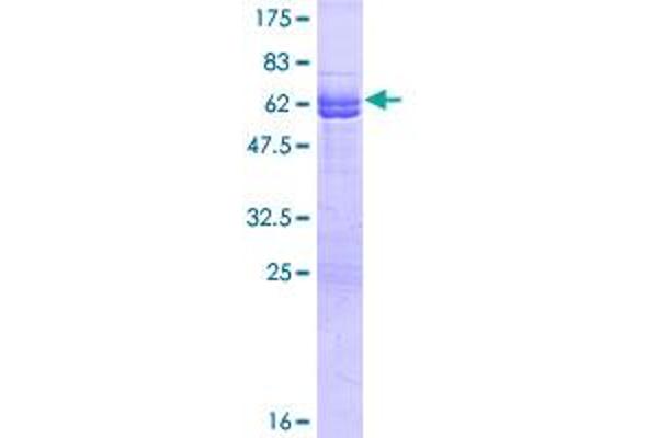 NECAP1 Protein (AA 1-275) (GST tag)