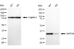 Western blotting analysis using GAPDH antibody (ABIN7798766).