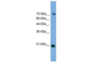 MAPK6 antibody used at 0.