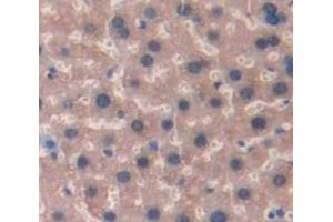 IHC-P analysis of Mouse Tissue, with DAB staining. (TXN Antikörper  (AA 1-105))