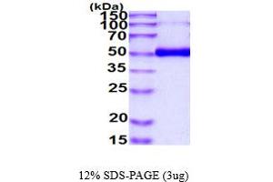 SDS-PAGE (SDS) image for Tumor Necrosis Factor Receptor Superfamily, Member 11b (TNFRSF11B) (AA 22-401) protein (His tag) (ABIN7529432)