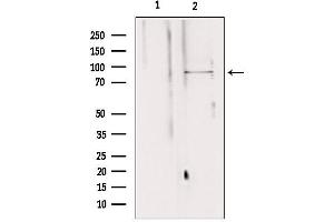 Western blot analysis of extracts from 293, using AGGF1 antibody.