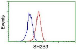 Image no. 2 for anti-SH2B Adaptor Protein 3 (SH2B3) antibody (ABIN1500910) (SH2B3 Antikörper)