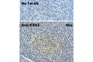 Immunohistochemistry (IHC) image for anti-Gap Junction Protein, alpha 1, 43kDa (GJA1) (C-Term) antibody (ABIN1440034) (Connexin 43/GJA1 Antikörper  (C-Term))