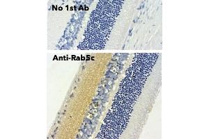 Immunohistochemistry (IHC) image for anti-RAB5C, Member RAS Oncogene Family (Rab5c) (C-Term) antibody (ABIN6254194) (Rab5c Antikörper  (C-Term))