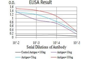 Black line: Control Antigen (100 ng),Purple line: Antigen (10 ng), Blue line: Antigen (50 ng), Red line:Antigen (100 ng) (MITF Antikörper  (AA 1-114))