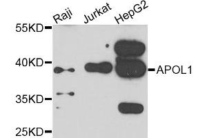 Western blot analysis of extracts of various cell lines, using APOL1 antibody. (APOL1 Antikörper)