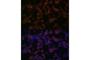 anti-Alanyl (Membrane) Aminopeptidase (ANPEP) antibody