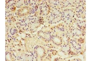 Immunohistochemistry of paraffin-embedded human pancreatic tissue using ABIN7158414 at dilution of 1:100 (LDAH/C2orf43 Antikörper  (AA 1-325))