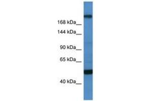 Image no. 1 for anti-Transcription Factor 20 (TCF20) (C-Term) antibody (ABIN6746157) (TCF20 Antikörper  (C-Term))