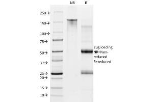 SDS-PAGE Analysis Purified CD28 Mouse Monoclonal Antibody (CB28). (CD28 Antikörper  (PE))
