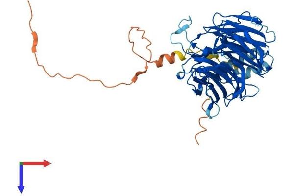 DDB2 Protein (AA 1-432) (His tag)