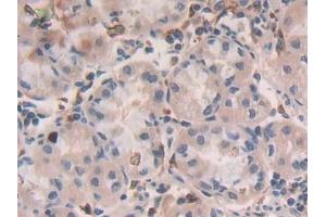 Immunohistochemistry (IHC) image for anti-Growth Hormone Releasing Hormone (GHRH) (AA 19-108) antibody (ABIN7429781)